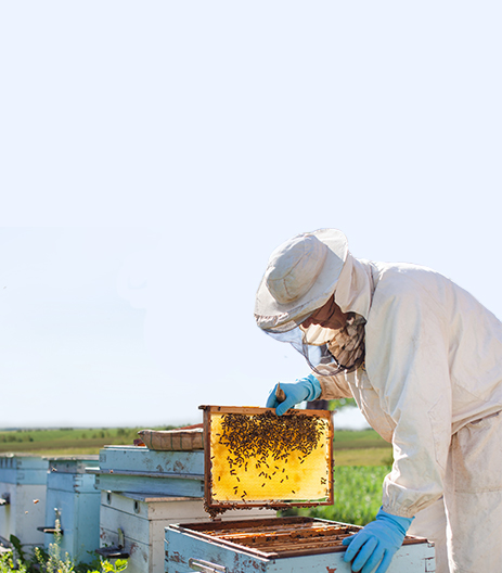 Bee Keeping banner