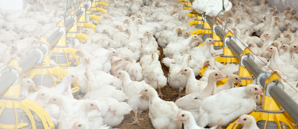 Agriculture Finance Poultry Farming Banner