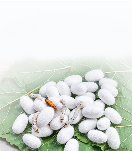 Silk Production or Sericulture Banner